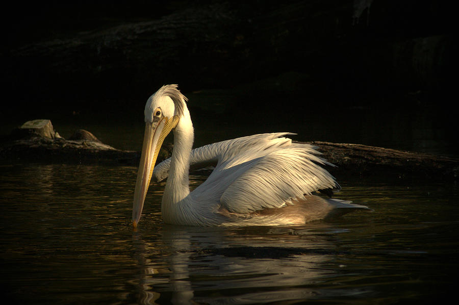 Pelican On Water Photograph by Bob Van Den Berg Photography