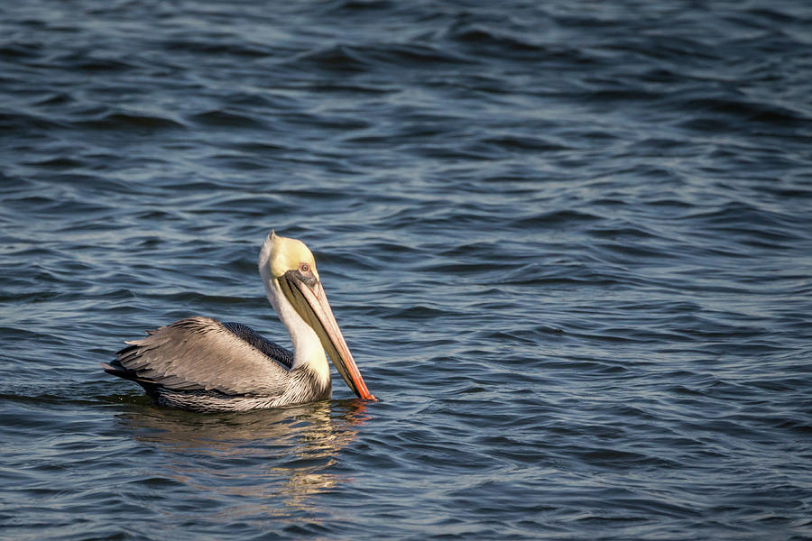 Pelican on Water Photograph by Framing Places