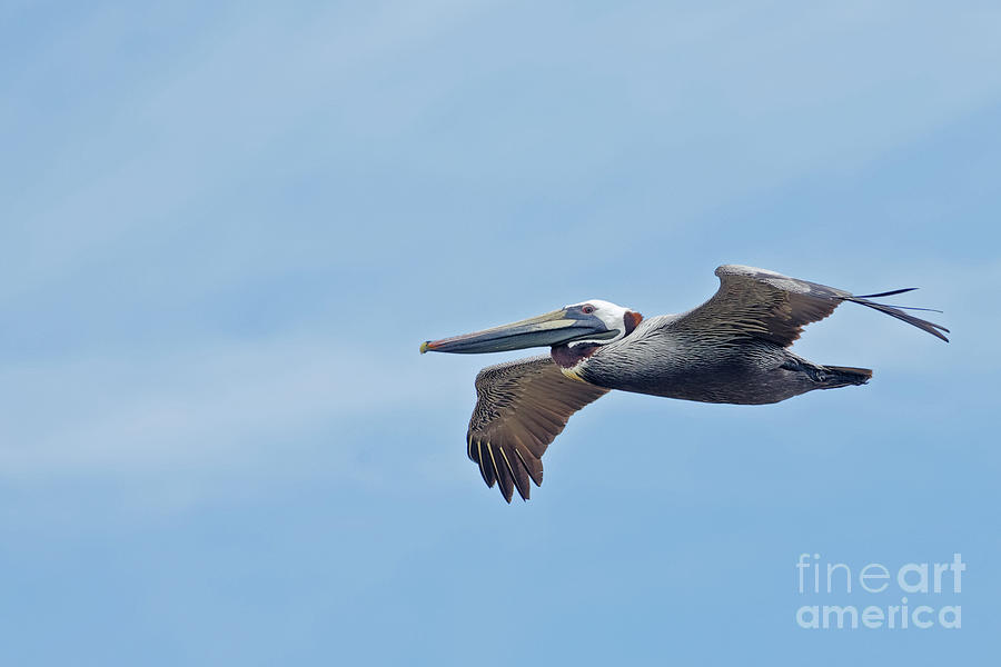 Pelican over Pelican Island Florida Photograph by Natural Focal Point Photography