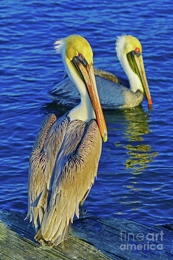 Pelican Pair Photograph by Larry Nieland