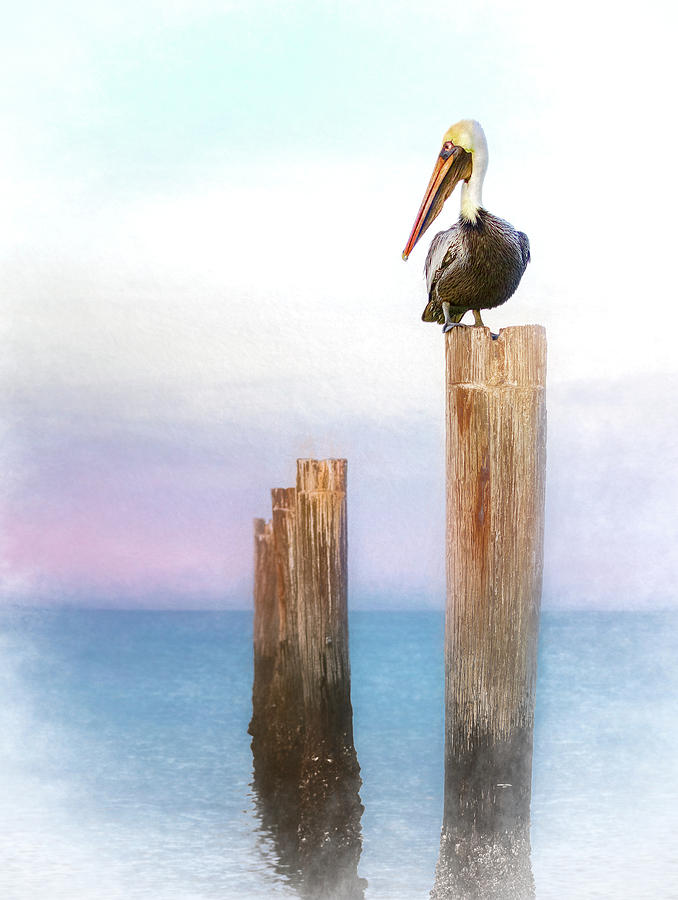 Pelican Pastels Photograph