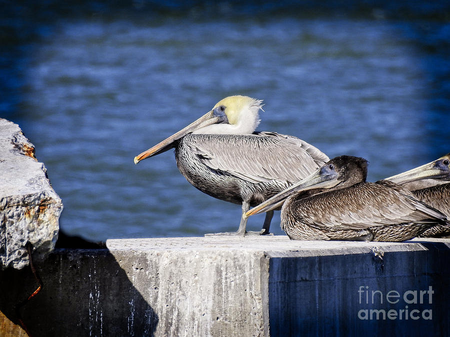 Pelican Perch Photograph by Ella Kaye Dickey