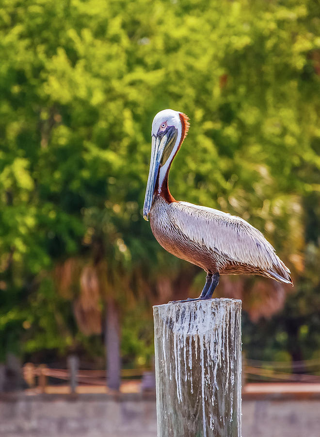 Pelican Perched on Post Photograph by Darryl Brooks