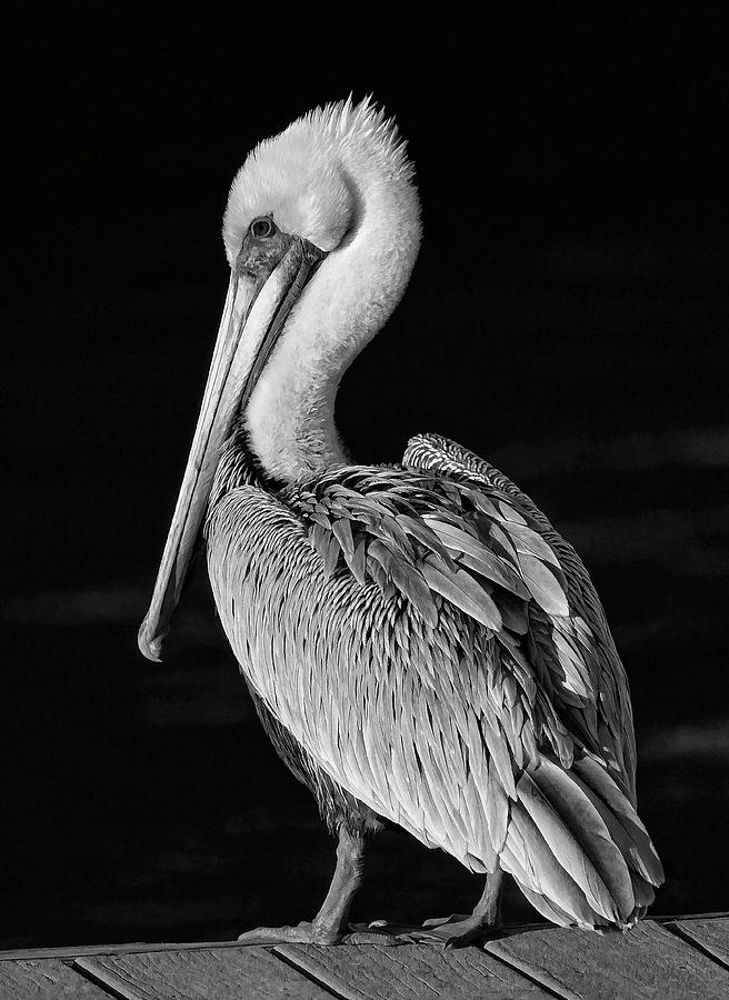 Pelican Portrait - black and white Photograph by HH Photography of Florida