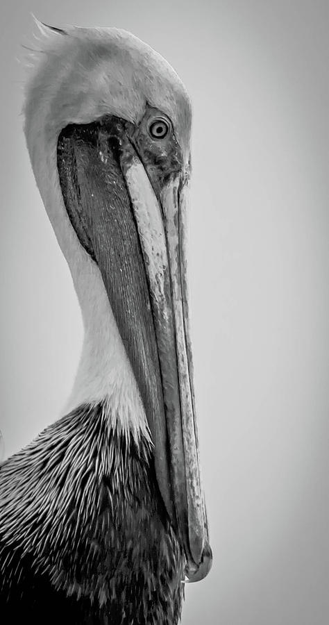 Pelican Portrait Photograph by Debra Kewley