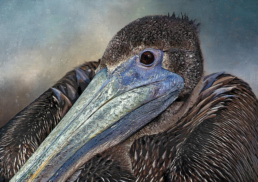 Pelican Portrait  Photograph by HH Photography of Florida