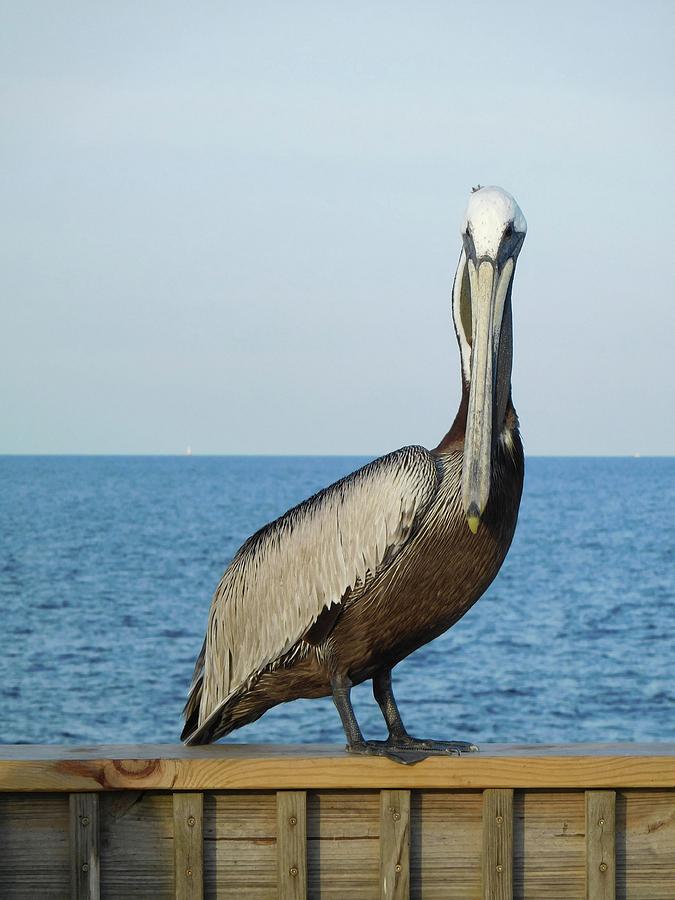 Pelican Portrait I Photograph by Karen Stansberry
