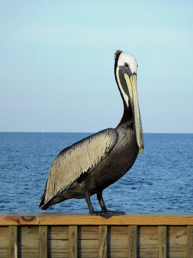 Pelican Portrait II Photograph by Karen Stansberry