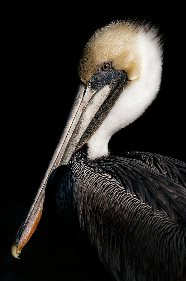 Pelican Portrait Photograph by Inigo Cia