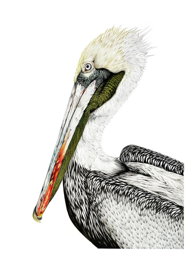 Pelican portrait Drawing by Michelle Coppiens