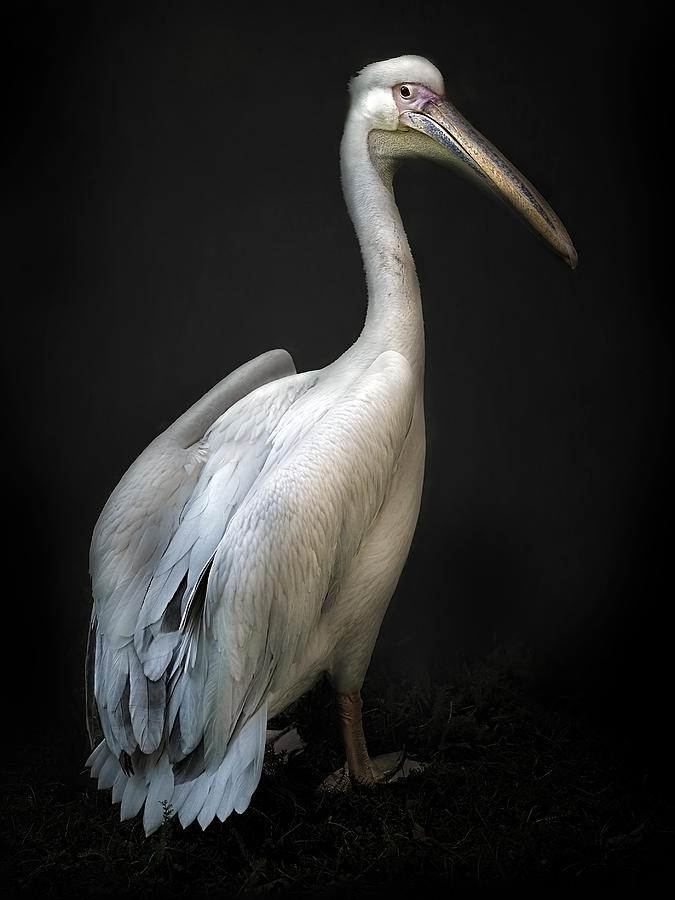 Pelican Portrait Photograph by Santiago Pascual Buye