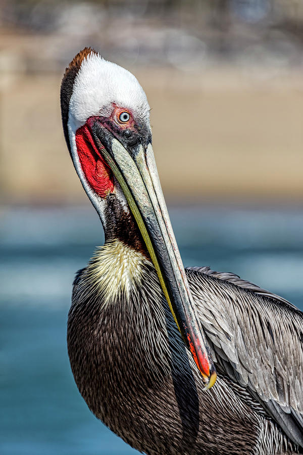 Pelican Photograph - Pelican Pose by Kelley King