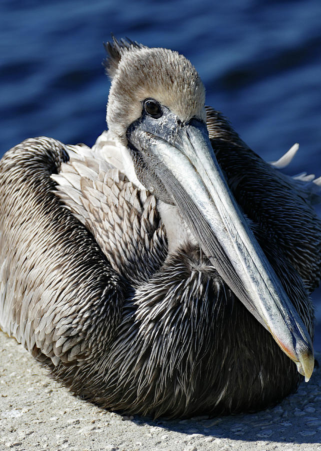 Pelican Posing 2 Photograph by Margaret Zabor
