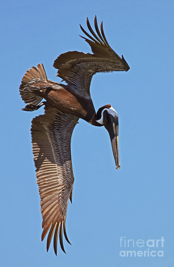 Pelican Pre-Dive Photograph by Larry Nieland