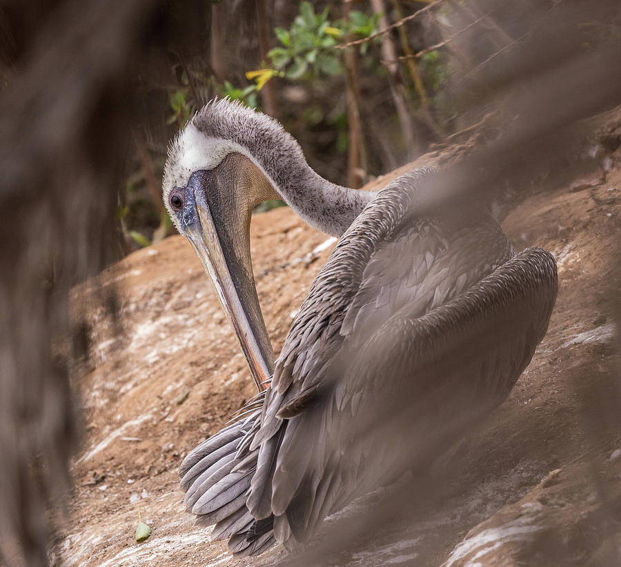Pelican Preening Photograph