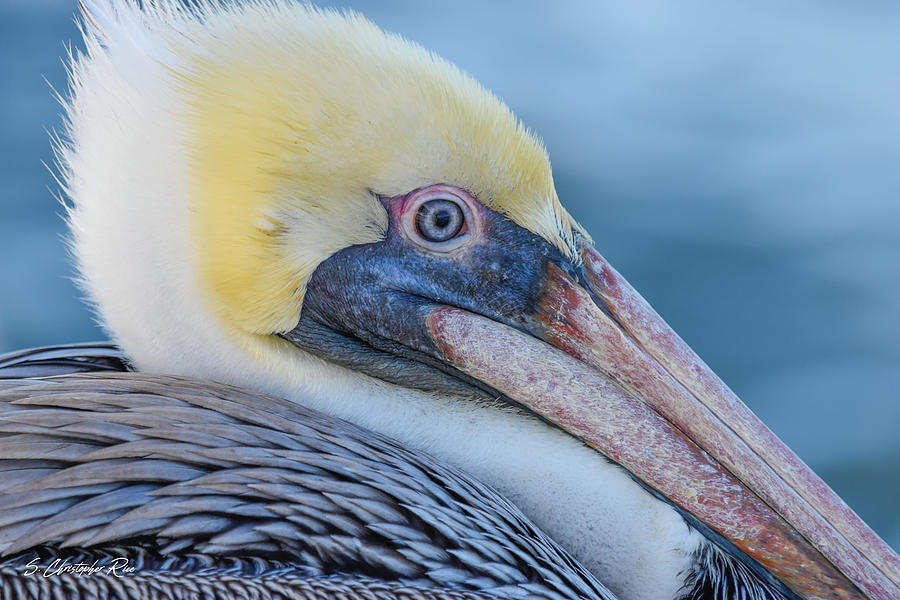 Pelican Profile Photograph by Christopher Rice