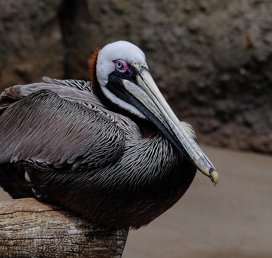 Pelican Profile Photograph by Ronda Ryan