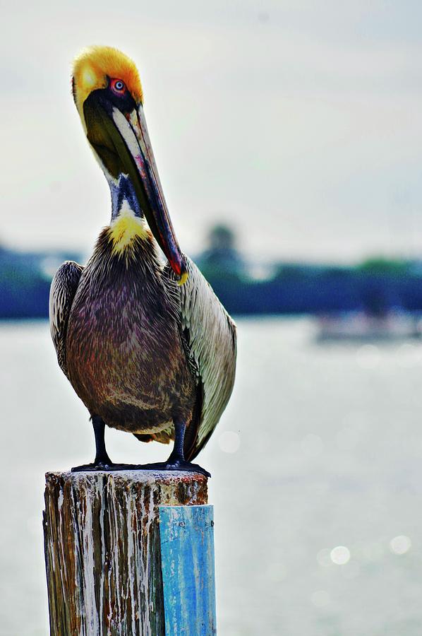 Pelican Proud Photograph by Stoney Lawrentz