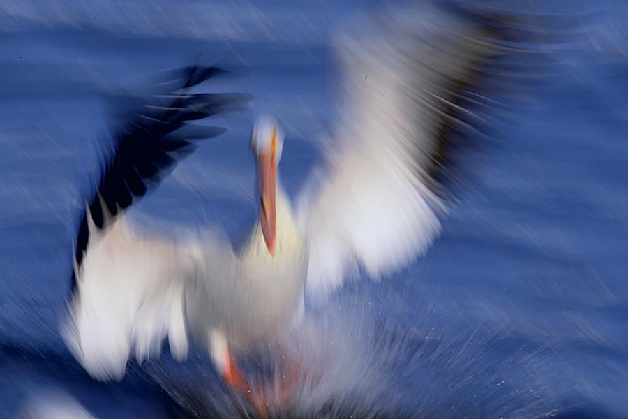 Pelican Photograph by Qingsong Wang