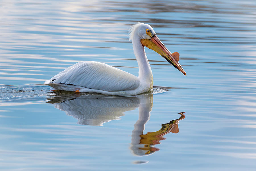 Pelican Reflection Photograph by Gary Kochel