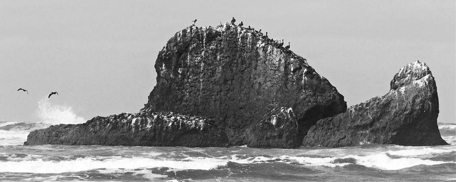 Pelican Rock Photograph by Iina Van Lawick