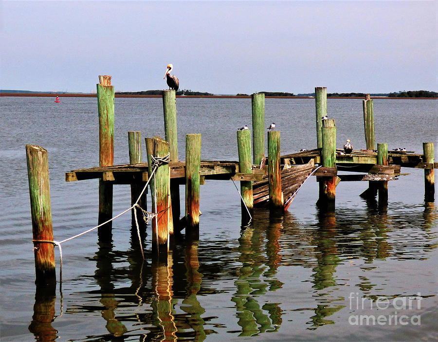 Pelican Roost Photograph