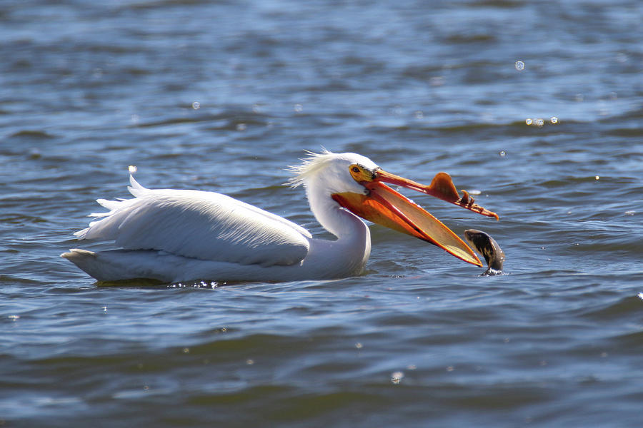 Pelican Scooping Fish Photograph by Brook Burling
