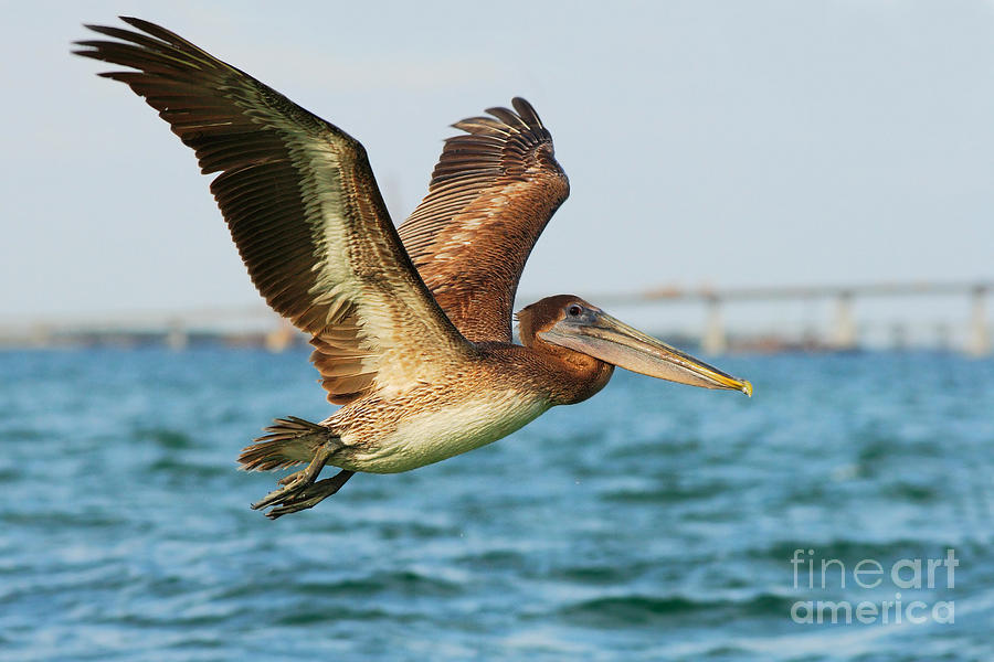 Feather Photograph - Pelican Starting In The Blue Water by Ondrej Prosicky Feather Photograph - Pelican Starting In The Blue Water by Ondrej Prosicky