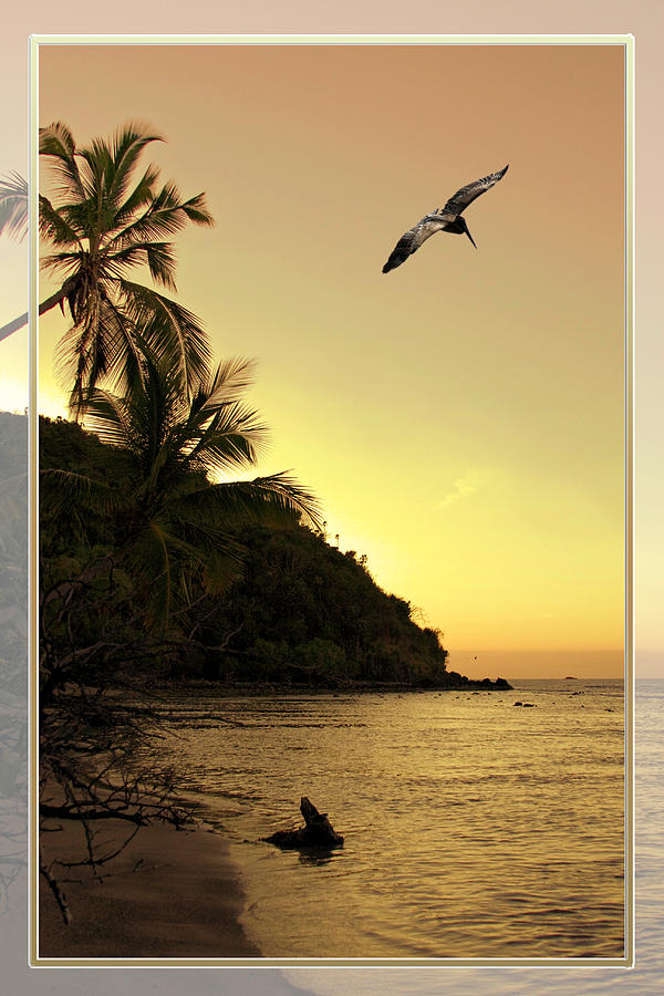 Pelican Sundown Photograph by Climate Change VI - Sales