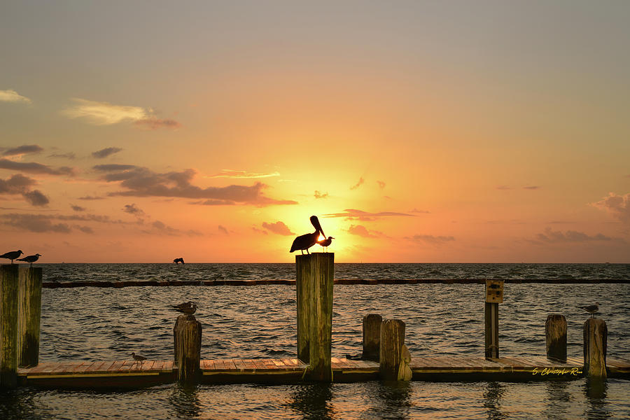 Pelican Sunrise Photograph by Christopher Rice