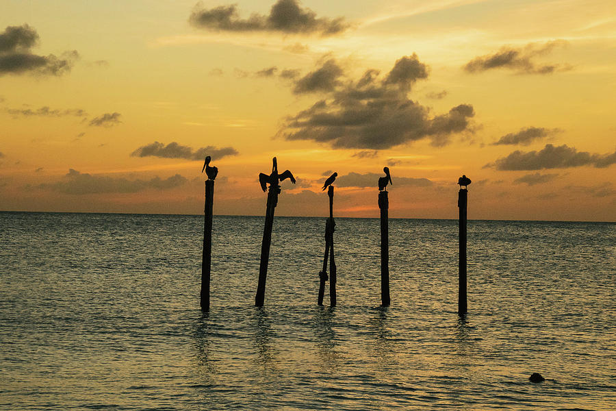 Pelican Sunset Photograph by Susan Grove - Fine Art America