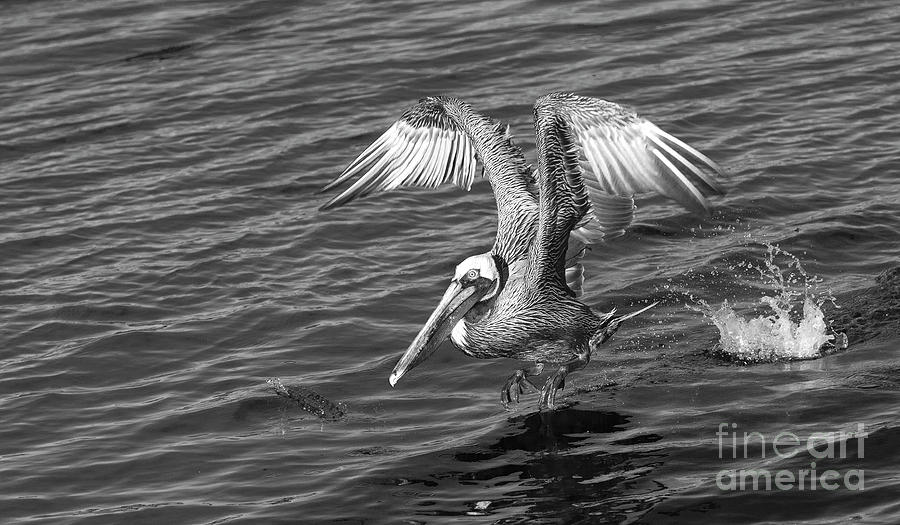 Pelican take off - Black And White Photograph by Stefano Senise