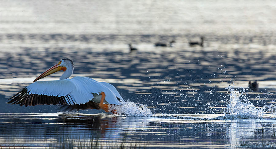 Pelican Take Off Photograph by Rick Mosher
