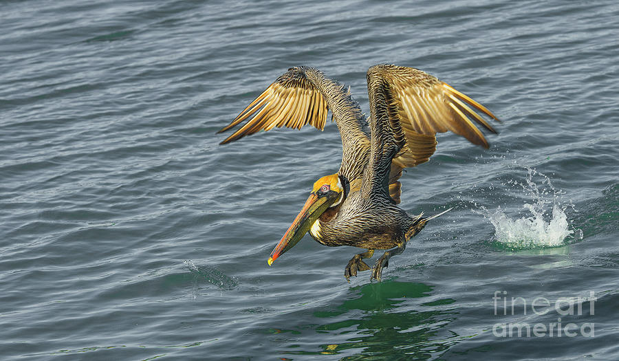 Pelican take off Photograph by Stefano Senise