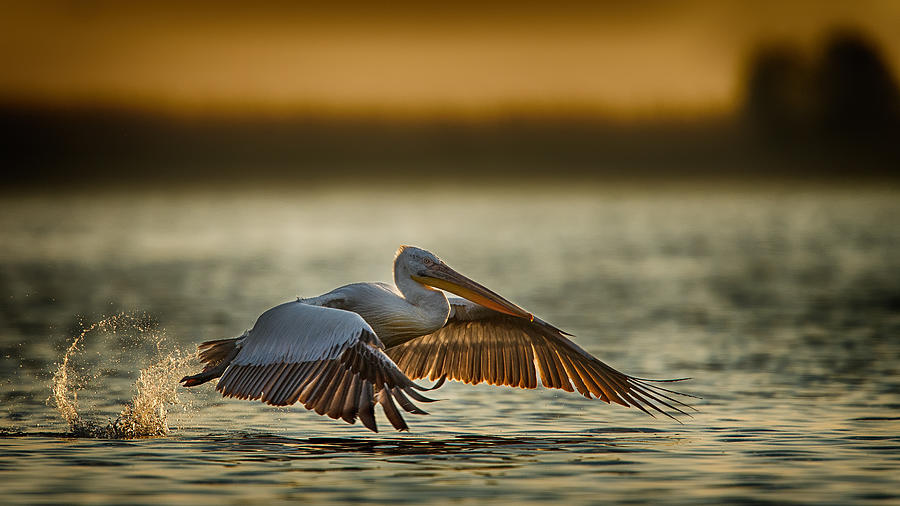Pelican Photograph - Pelican Take Off...2 by Baris Akpinar