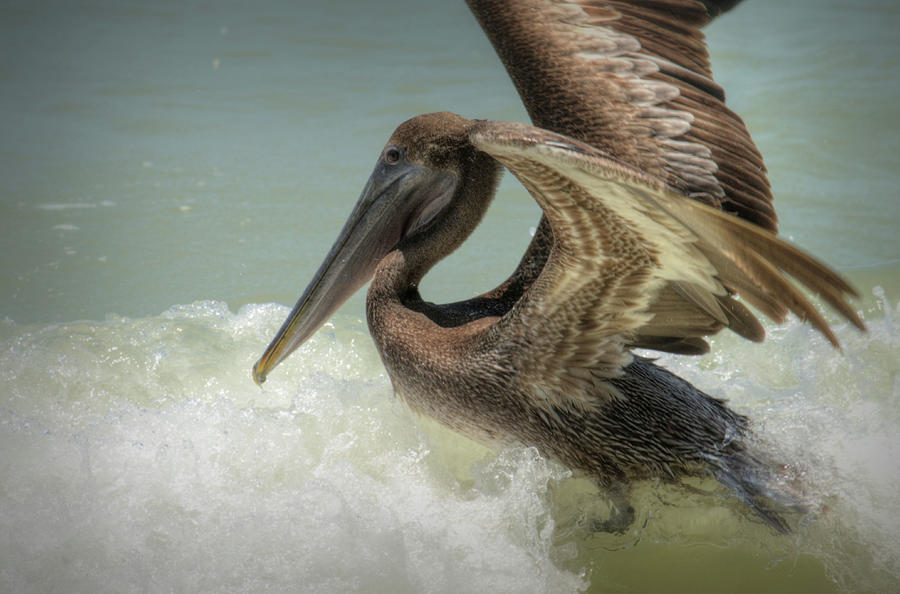 Pelican Taking Flight Photograph by Debra Kewley