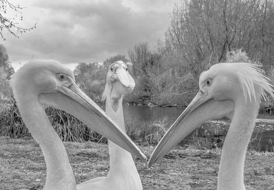 Bird Photograph - Pelican Trio by Robert Page