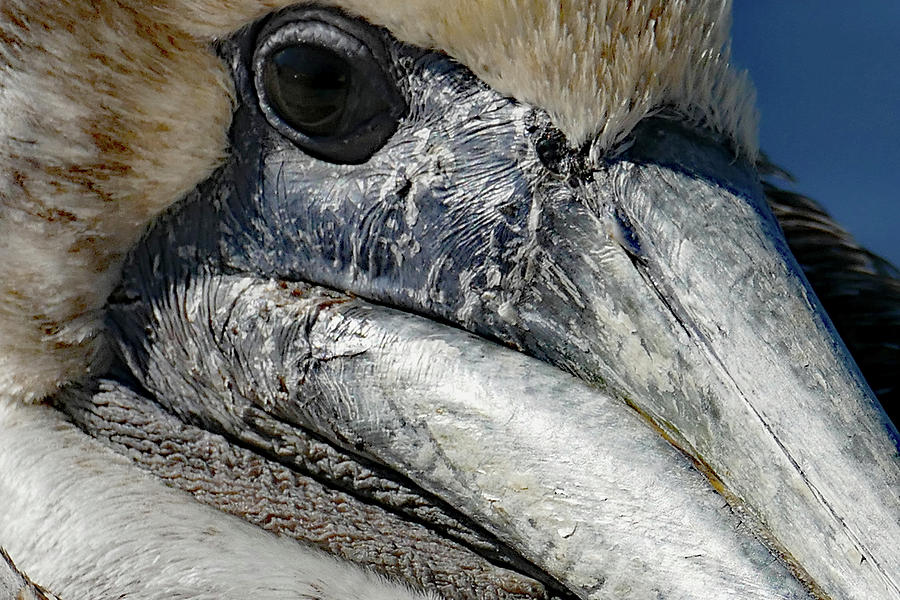 Pelican Up Close Photograph by Margaret Zabor