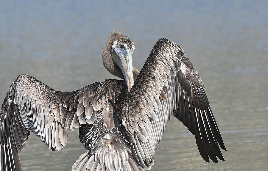 Pelican Wings Photograph by Fraida Gutovich