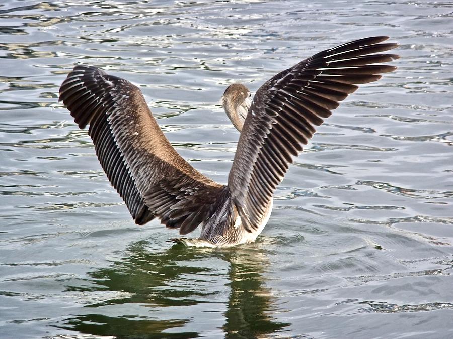 Pelican Wings Photograph by Kathy Ozzard Chism