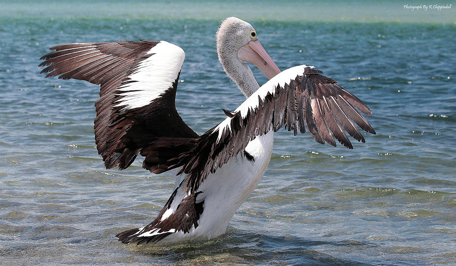 Pelican wings of beauty 555 Digital Art by Kevin Chippindall