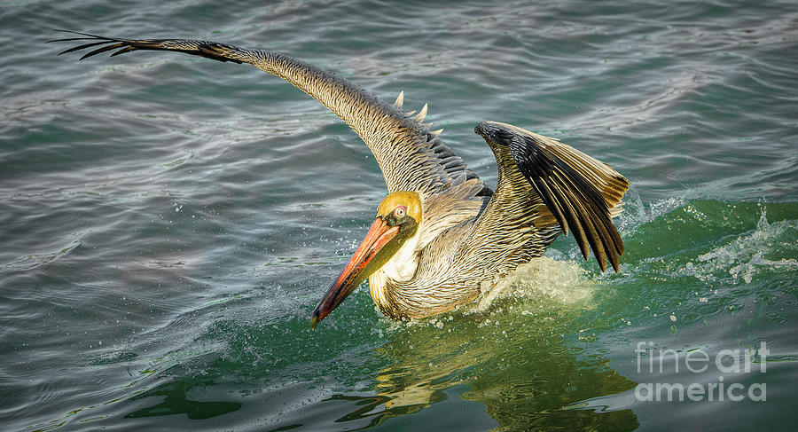 Pelican Wings Photograph by Stefano Senise