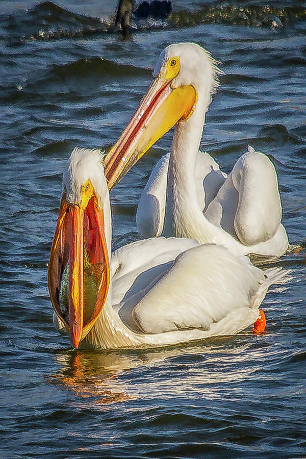 Pelican with Crappie Photograph by David Wagenblatt