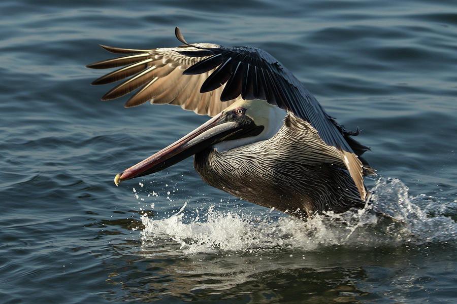 Pelican Photograph - Pelican with Perfect Landing by Darrell Gregg