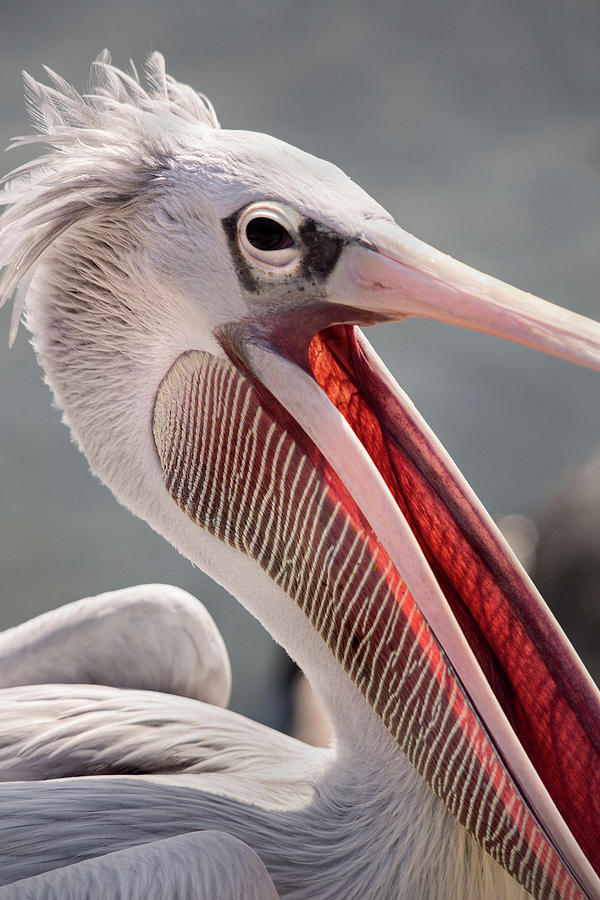 Pelican Yawn Photograph by Don Johnson