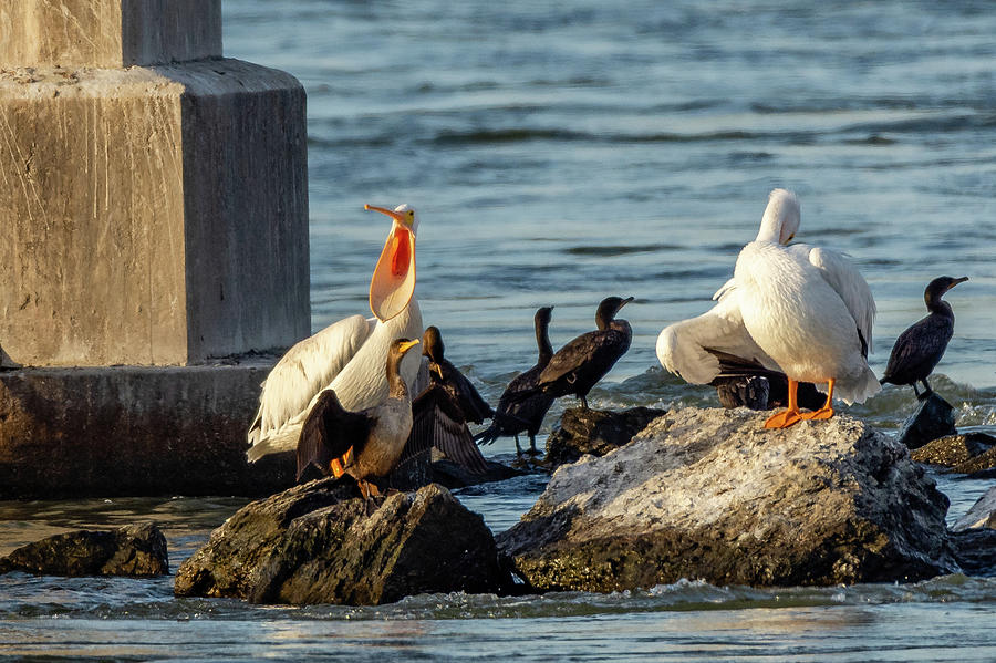 Pelican Yawn by Jack Peterson Pelican Yawn by Jack Peterson