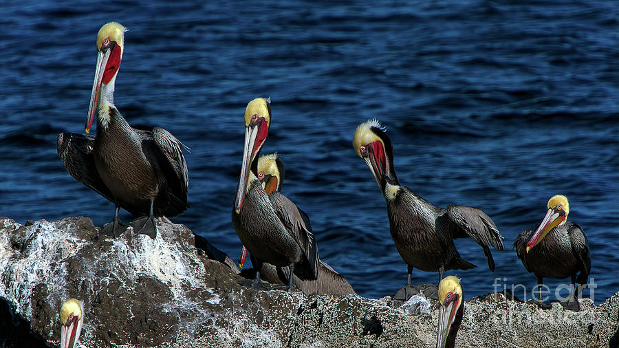 Pelicanos Photograph by Doug Sturgess
