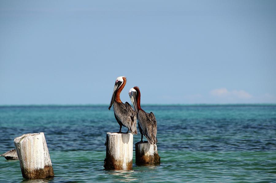 Pelicanos En Dos Mosquises Photograph by Fernando Vazquez Miras