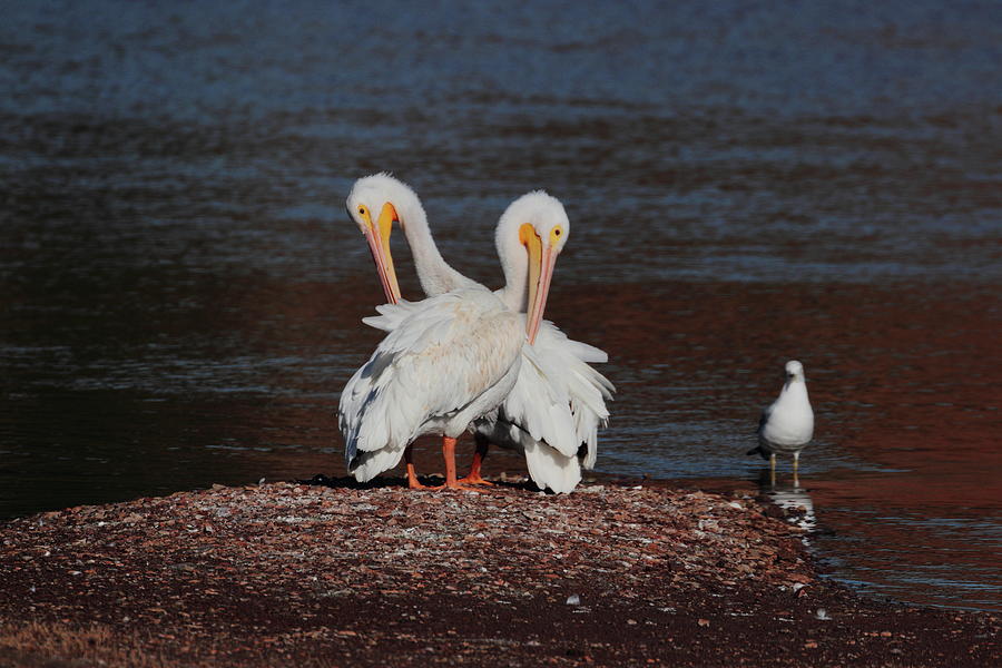 Pelicans 0393 Photograph by John Moyer