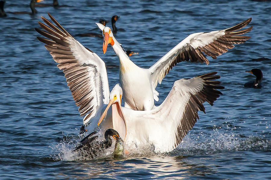 Pelicans after Fish Photograph by David Wagenblatt